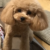 ジュリ