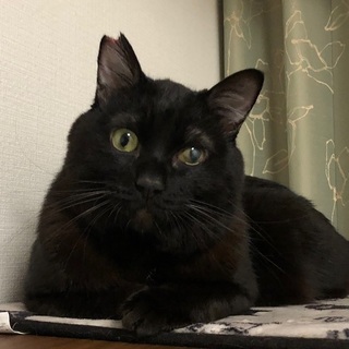 まん丸なお顔がかわいい、甘えん坊のアイアン