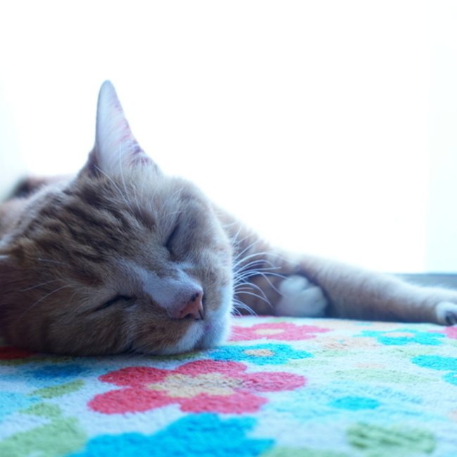 アビちゃん☆のカバー写真