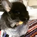 チンチラ 里親募集中