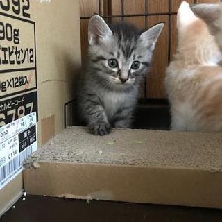 元気な男の子　司くん