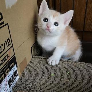 元気な男の子　類くん