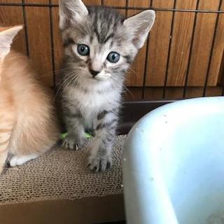 元気な男の子　あきらくん