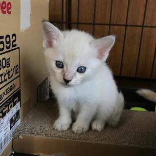 可愛い女の子　つくしちゃん