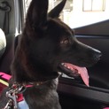 人間大好きくっつきたい！犬大好き！美人な成犬ちゃん