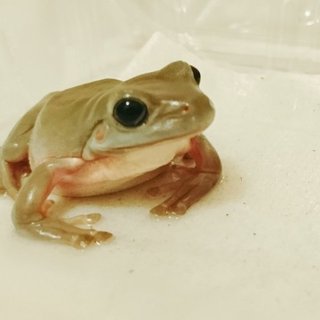 イエアメガエル♀