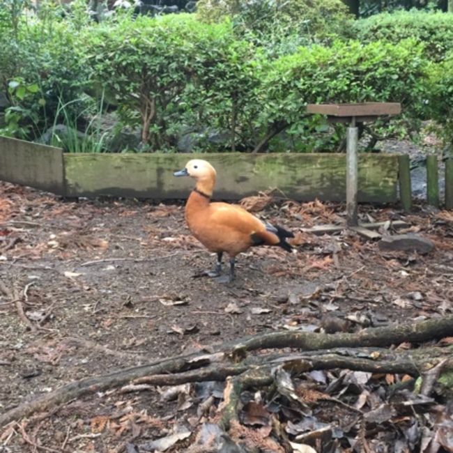 のまとちちちのカバー写真