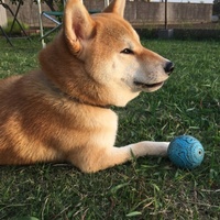 サク