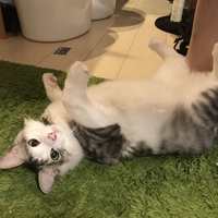 ニケ