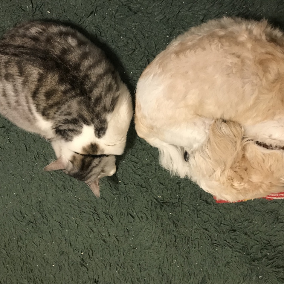 ニケのカバー写真