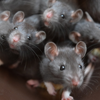 5/1生まれ ファンシーラット 