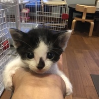 きのこ