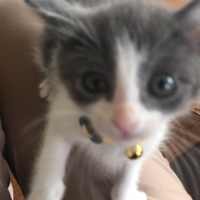 つくし