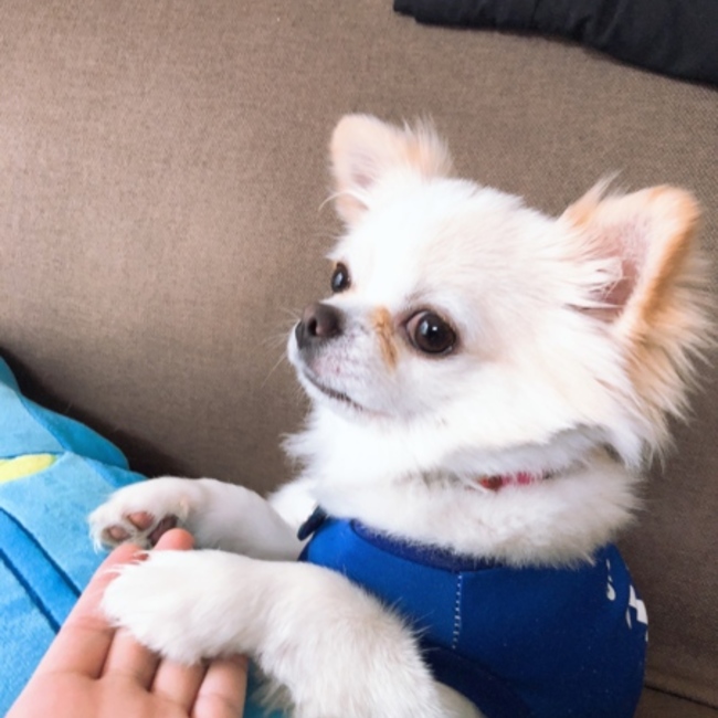 チワワだいすきのカバー写真