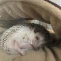 ハリネズミ メス 里親募集