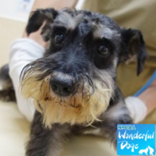 「オスカー」Mシュナ♂