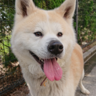 秋田犬のマサルちゃん 