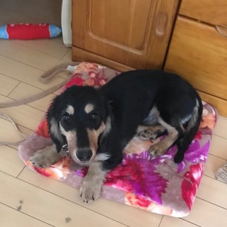 ダックス！人懐っこいディオンくん 