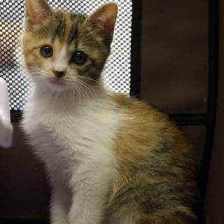 三毛猫マチ胡ちゃん