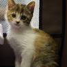 三毛猫マチ胡ちゃん サムネイル1