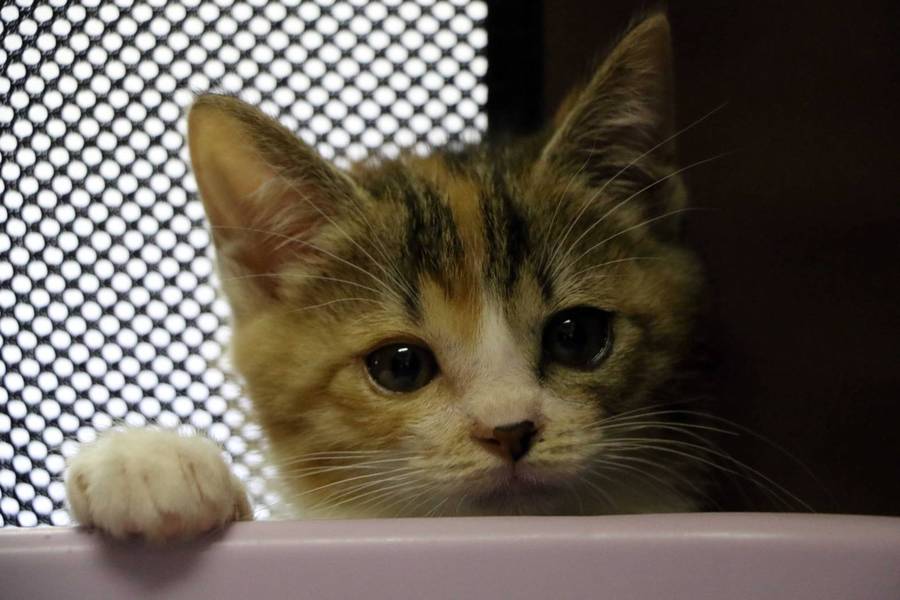 三毛猫マチ胡ちゃん サムネイル4