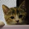 三毛猫マチ胡ちゃん サムネイル4