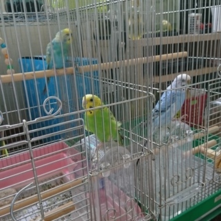 セキセイインコ♂1♀2の里親さま募集