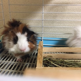 モルモット里親募集