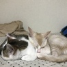 タツのり