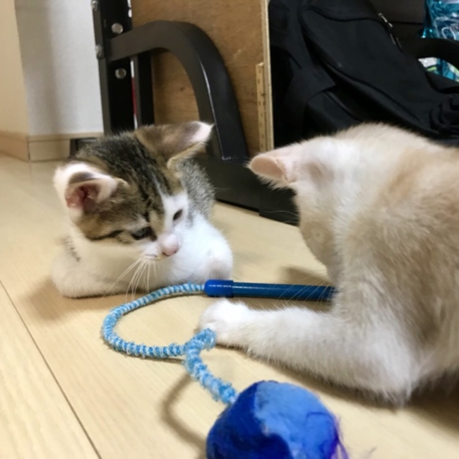 タツのりのカバー写真