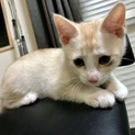 野良の子猫です