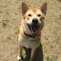 ピノ
