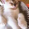 交渉中です
