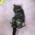 素敵な里親様がみつかりました(๑•ω•๑)♡