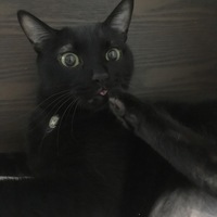ジジ