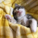 グレーの三毛猫☆彡.。無事里親様がみつかりました！