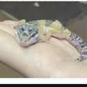 ヒョウモンモドキトカゲ  レオパ