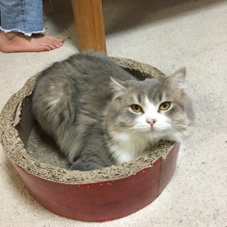 足長長毛マンチカン