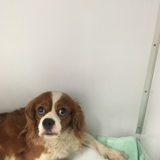 キャバリア男の子ティムくん