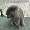 ドワーフロップイヤー サムネイル5