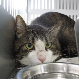 明日の朝（5/30）に収容期限を迎えます。