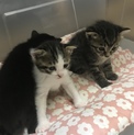生後1ヶ月未満の子猫2匹！！