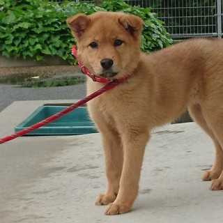 仔犬のモカちゃん、センターに収容されています