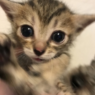 里親募集！