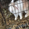 (急ぐ！)片耳垂れロップウサギ♂3歳！