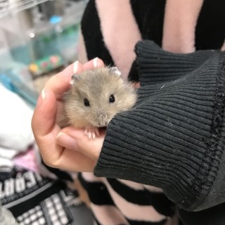 ジャンガリアンハムスター