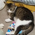 猫5匹います