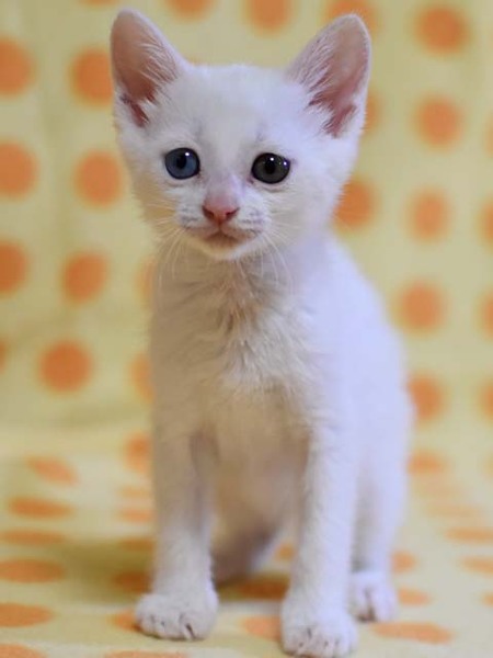 魅惑のオッドアイ☆手毬（てまり）ちゃん サムネイル2