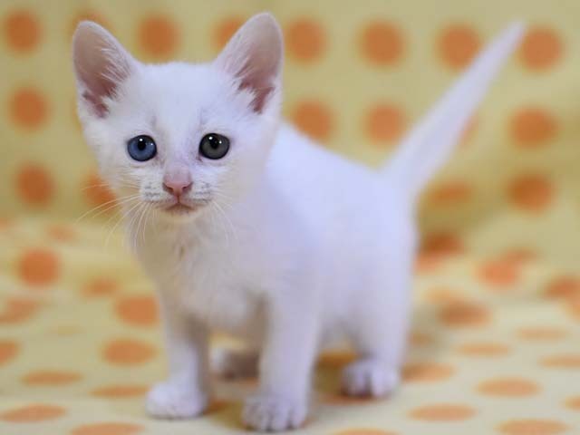 魅惑のオッドアイ☆手毬（てまり）ちゃん サムネイル3