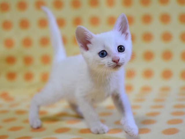 魅惑のオッドアイ☆手毬（てまり）ちゃん サムネイル4